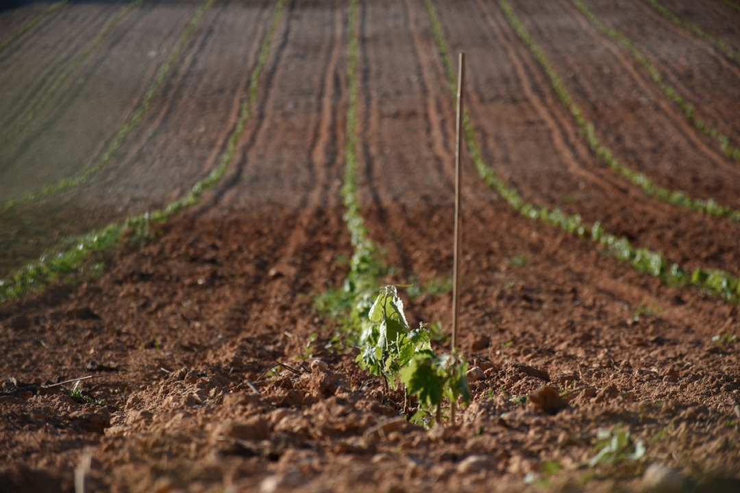 imgi_34_55-Paissatge_ok_slider